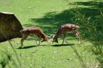 2013 07 06 beauval 226